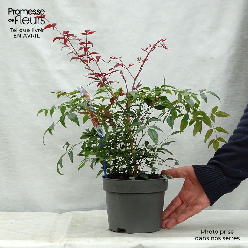 Example of Nandina Obsessed Seika - Bambou sacré Pot de 2L/3L as you get in printemps