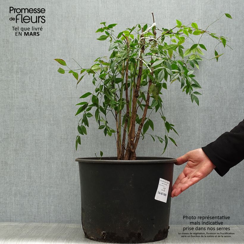 Example of Nandina domestica - Bambou sacré Pot de 18L/20L as you get in printemps