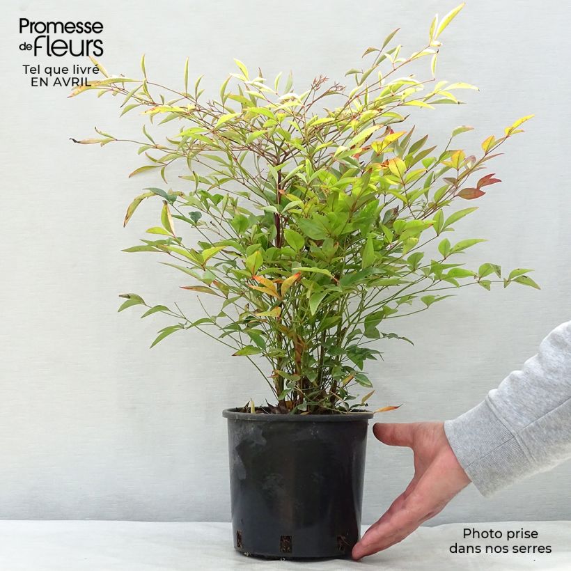 Example of Nandina domestica - Bambou sacré Pot de 2L/3L as you get in printemps