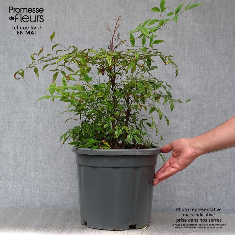 Example of Nandina domestica - Bambou sacré Pot de 7,5L/10L as you get in printemps