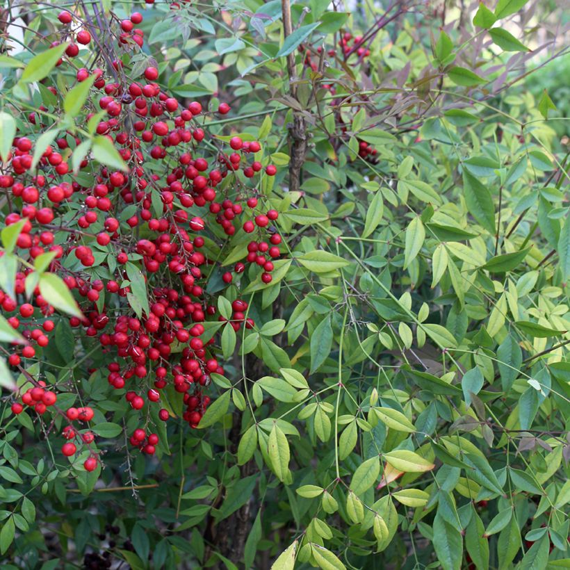Nandina domestica - Bambou sacré (Foliage)
