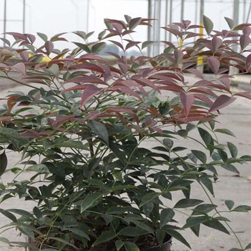 Nandina domestica Flirt - Bambou sacré nain (Foliage)