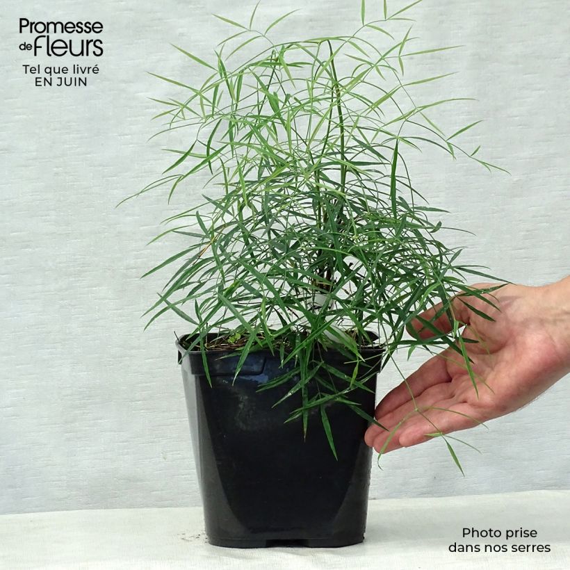 Spécimen de Nandina domestica Filamentosa - Bambou sacré  Pot de 2L/3L tel que livré en été