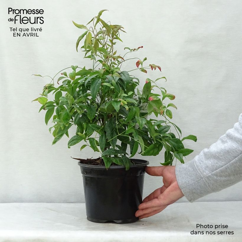 Example of Nandina domestica Fire Power - Bambou sacré  Pot de 2L/3L as you get in printemps