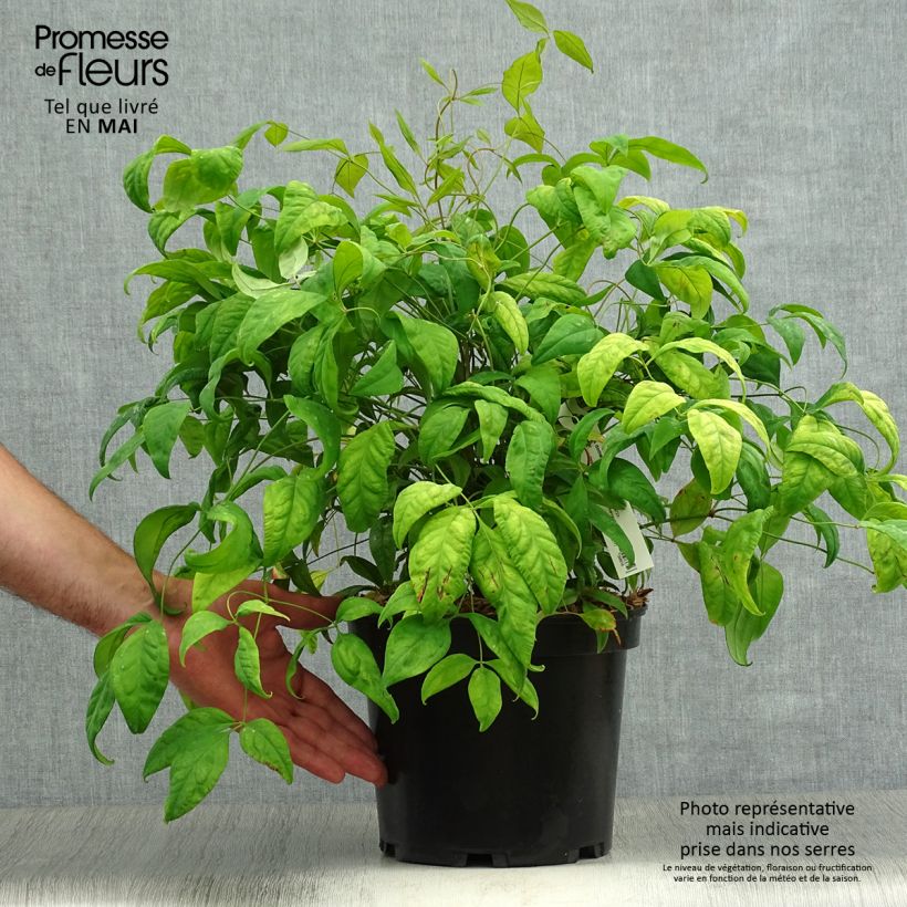 Example of Nandina domestica Fire Power - Bambou sacré  Pot de 4L/5L as you get in printemps