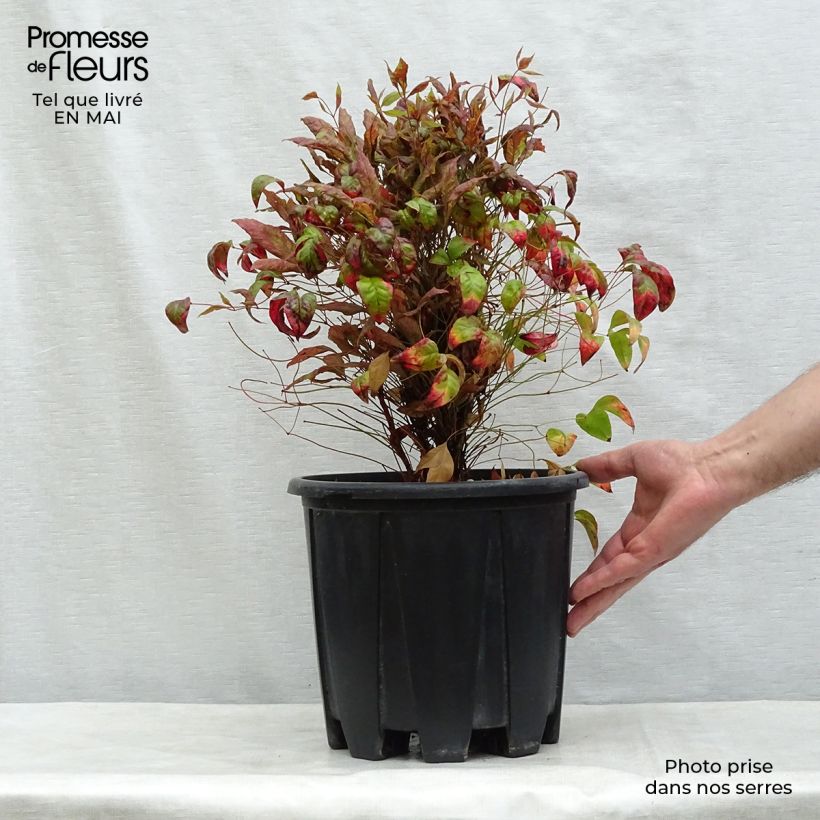Example of Nandina domestica Fire Power - Bambou sacré  Pot de 7,5L/10L as you get in printemps