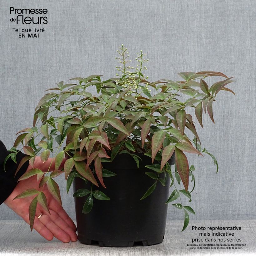 Example of Nandina domestica Flirt - Bambou sacré nain Pot de 3L/4L as you get in printemps