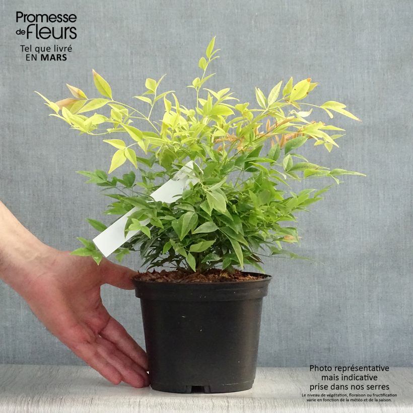 Example of Nandina domestica Lemon Lime - Bambou sacré Pot de 2L/3L as you get in printemps