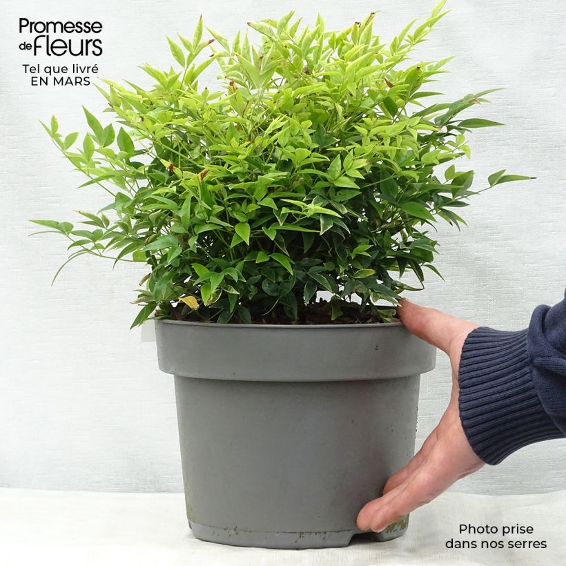 Example of Nandina domestica Lemon Lime - Bambou sacré Pot de 4L/5L as you get in printemps