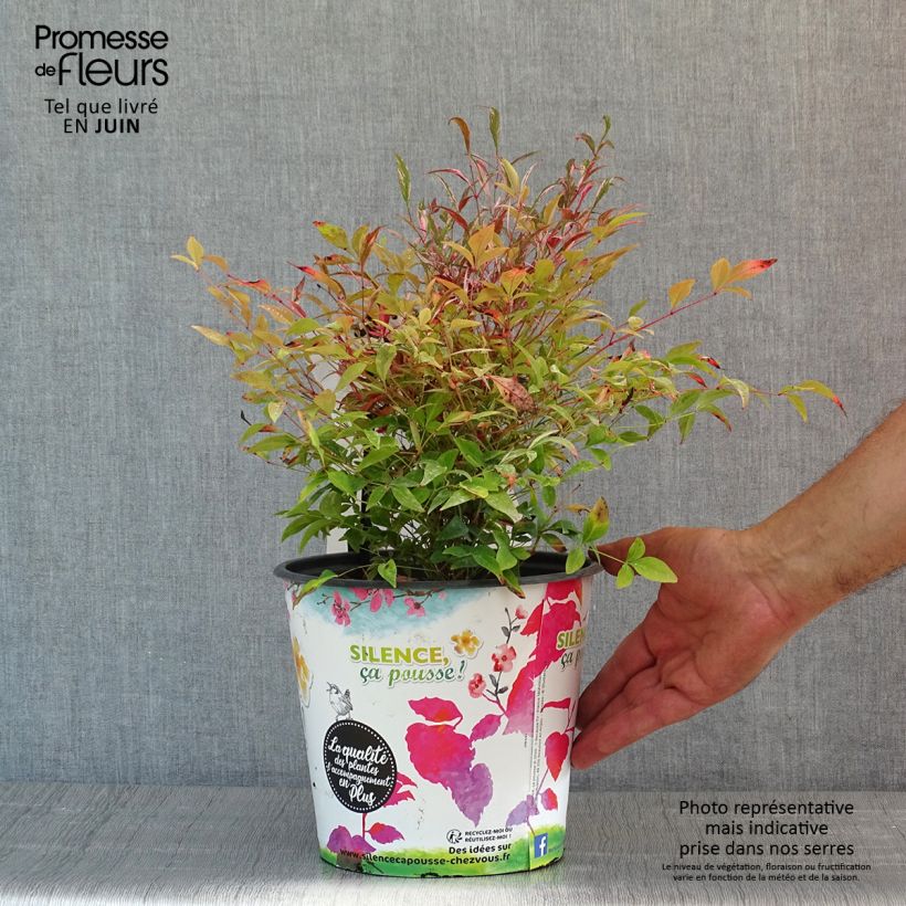 Example of Nandina domestica Red Light - Bambou sacré nain Pot de 3L/4L as you get in printemps