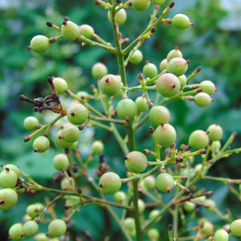 Nandina domestica Richmond - Bambou sacré (Harvest)