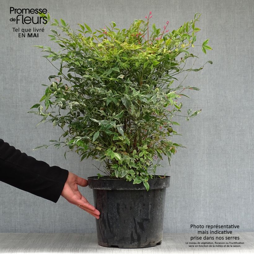 Example of Nandina domestica Twilight - Bambou sacré Pot de 7,5L/10L as you get in printemps