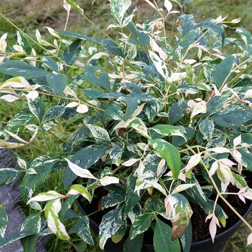 Nandina domestica Twilight - Bambou sacré (Foliage)