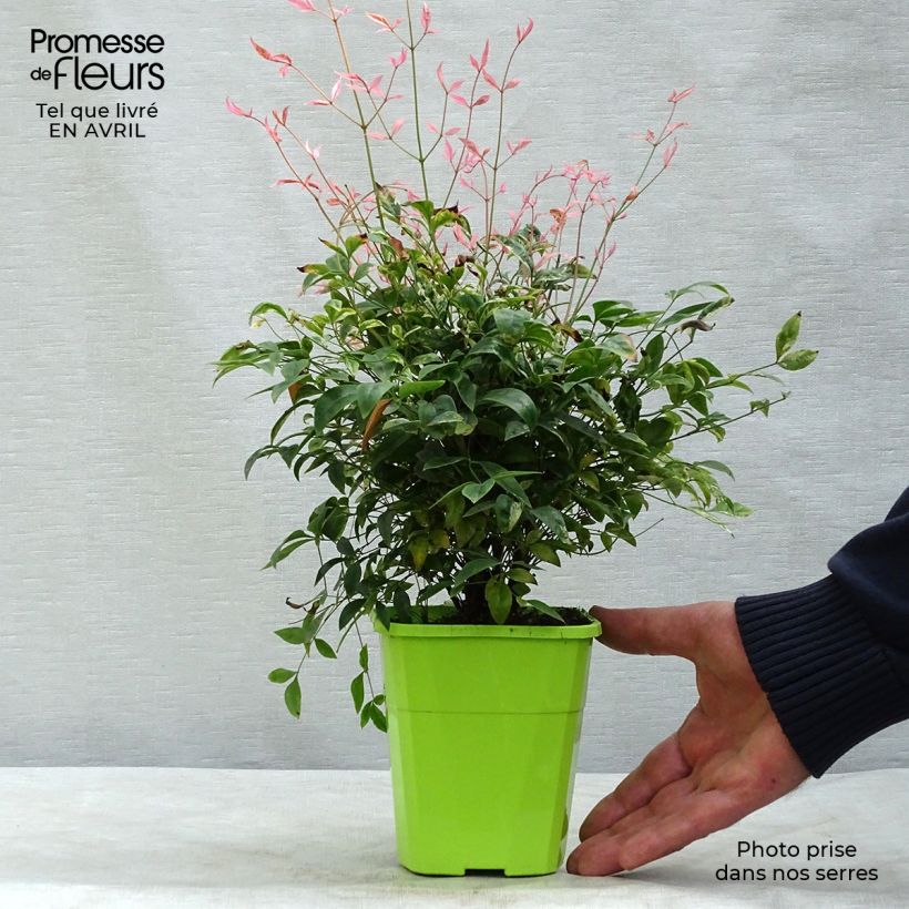Example of Nandina domestica Twilight - Bambou sacré Godet de 8/9 cm as you get in printemps
