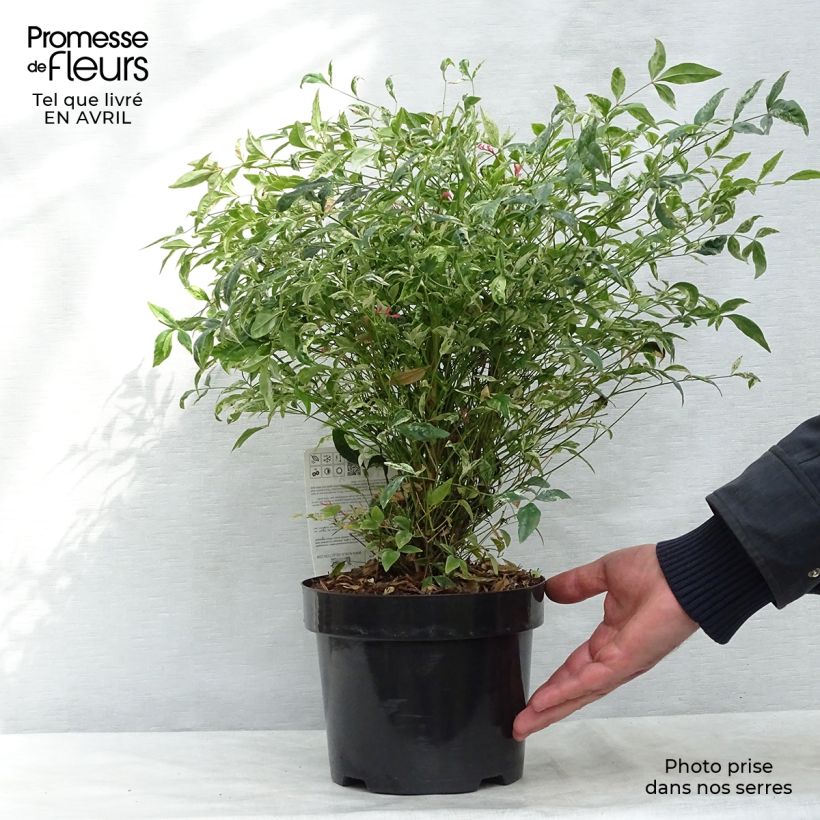 Example of Nandina domestica Twilight - Bambou sacré Pot de 2L/3L as you get in printemps