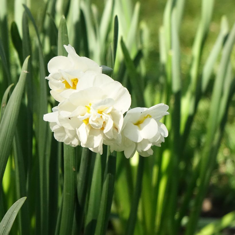 Narcisse Bridal Crown (Flowering)