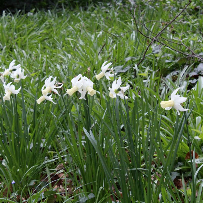 Narcisse Lemon Drops (Port)