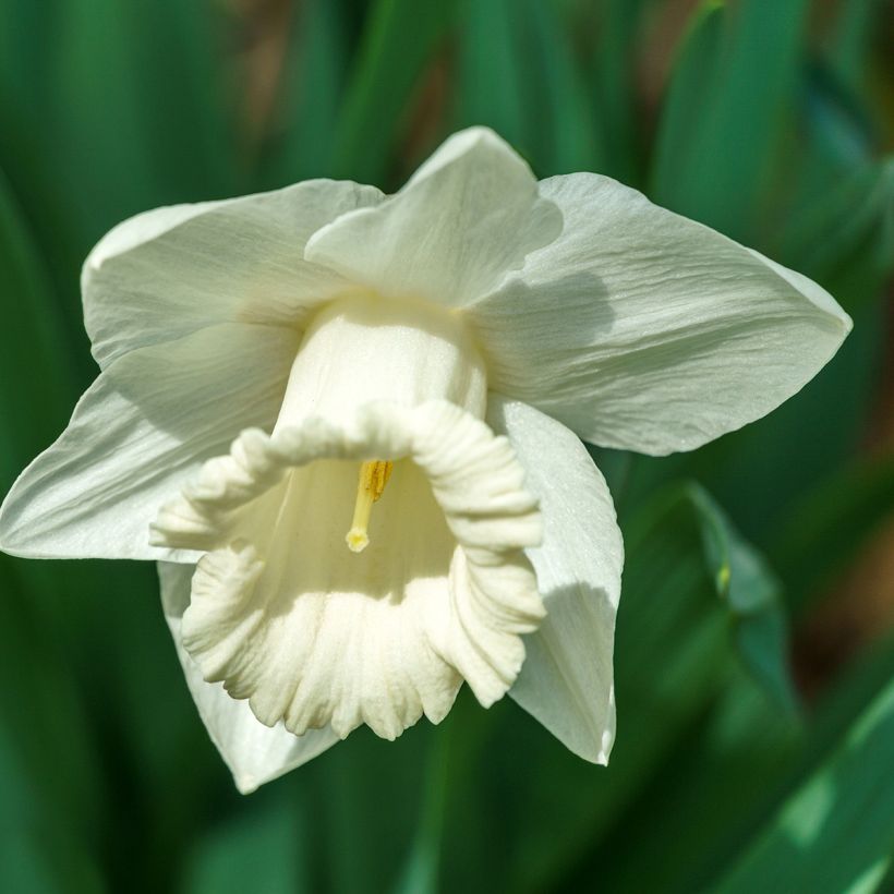 Narcisse Mount Hood (Flowering)
