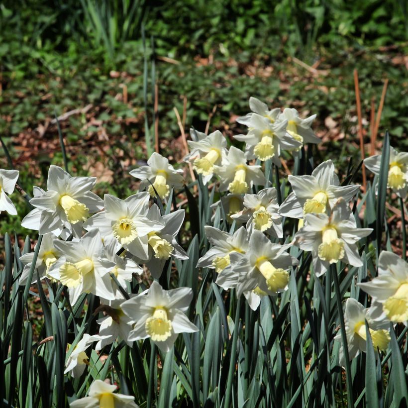 Narcisse Mount Hood (Plant habit)