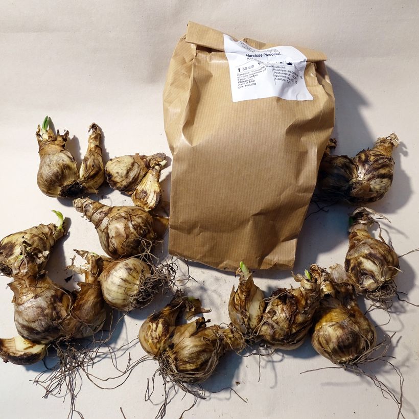 Exemple de spécimen de Narcisse Precocious  Boîte calibre 14/16 tel que livré