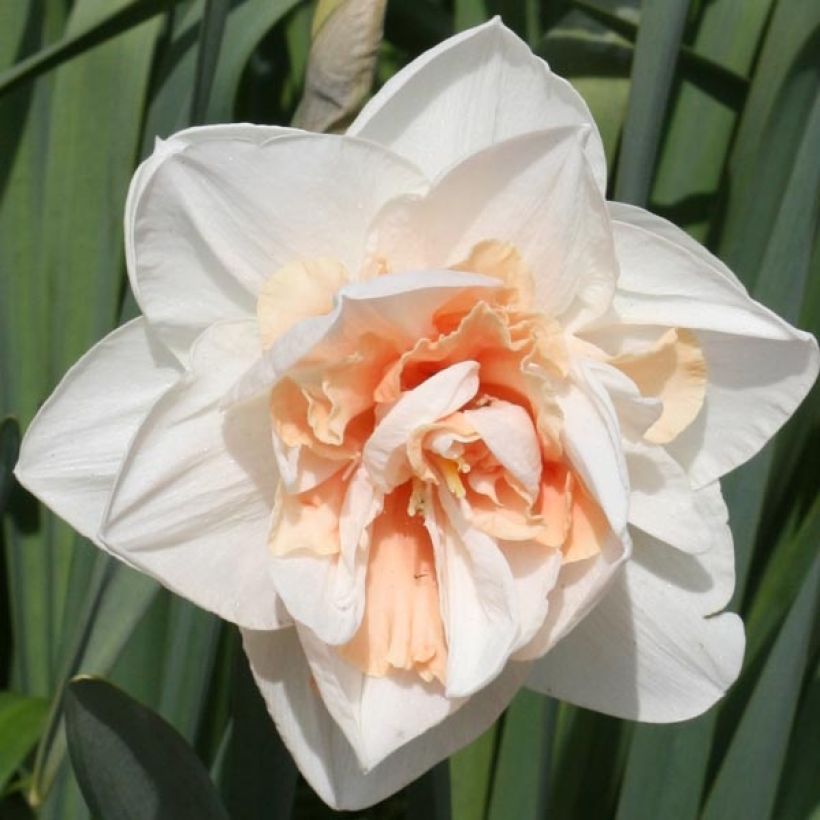 Narcisse Replète (Flowering)