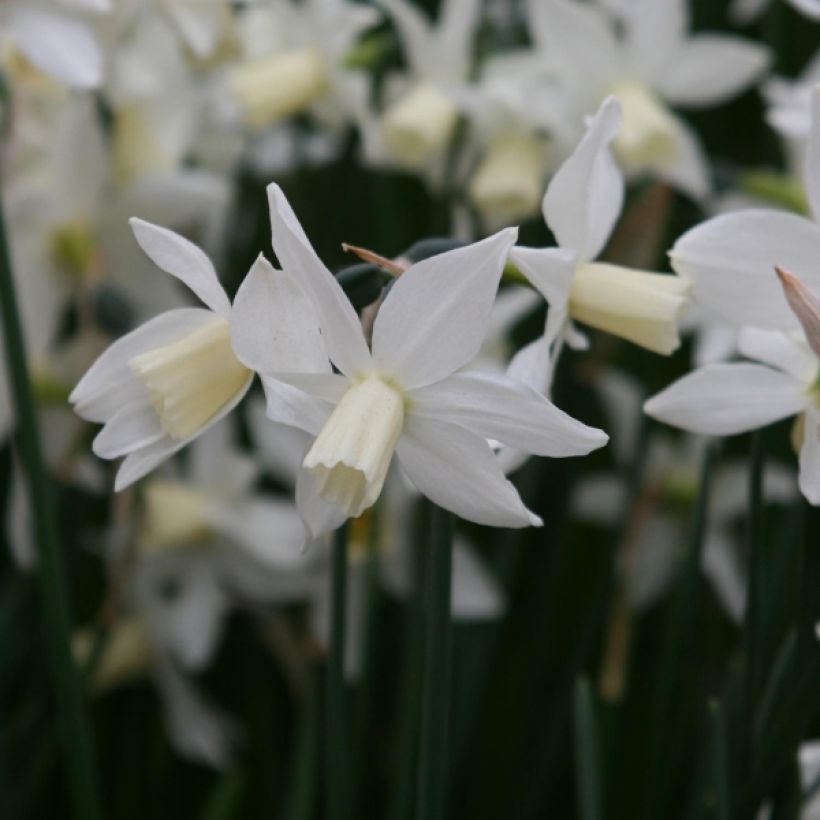 Narcisse Toto (Floraison)