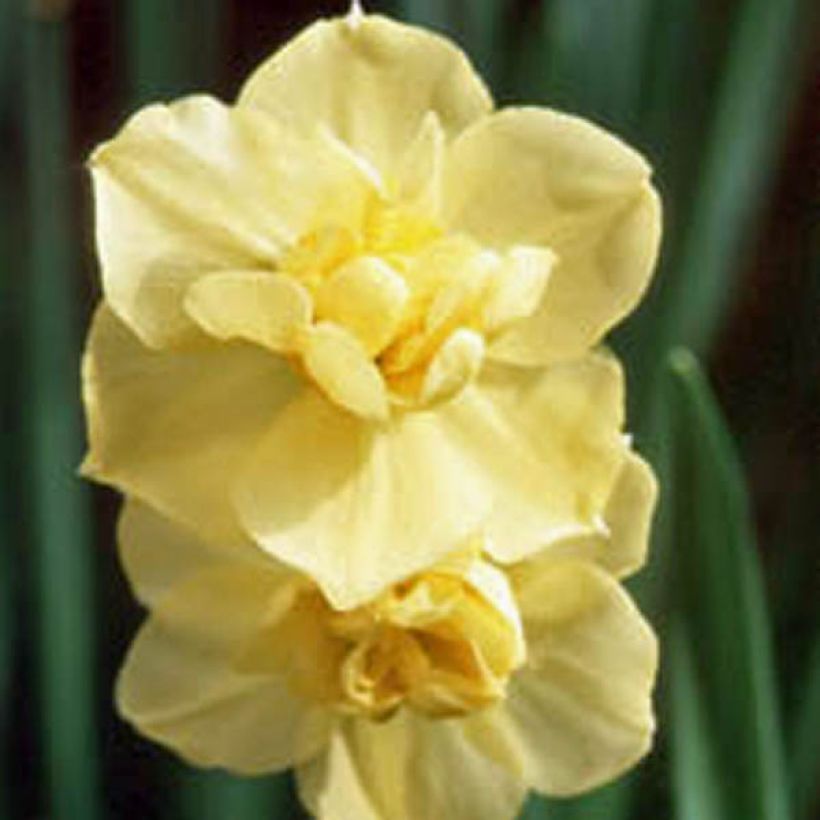 Narcisse Yellow Cheerfulness (Flowering)