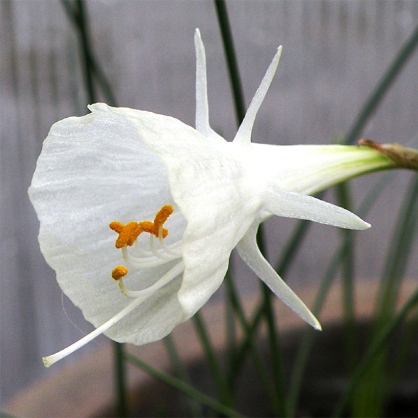 Narcisse bulbocodium Cantabricus (White) (Flowering)