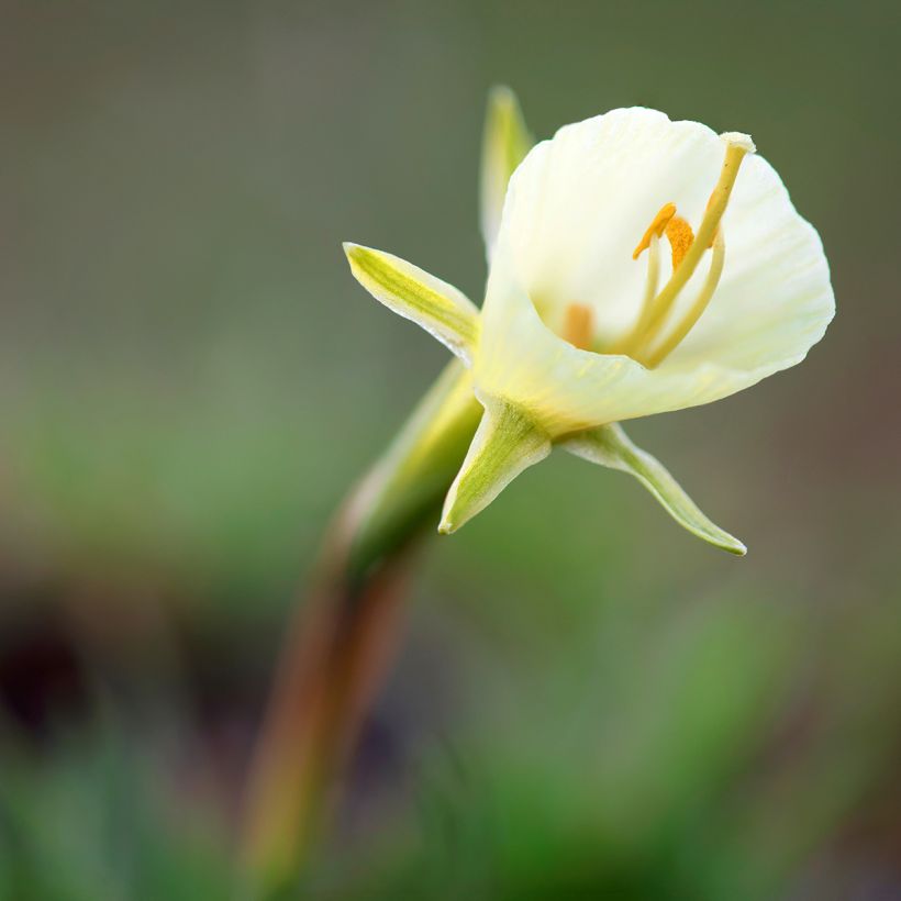 Narcisse bulbocodium White Petticoat (Floraison)