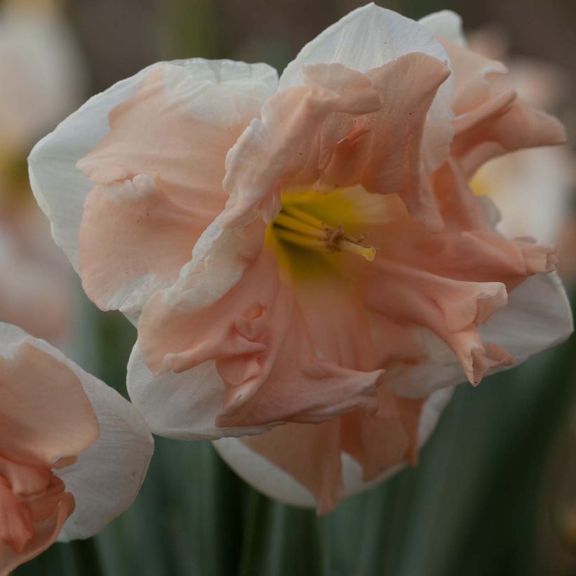 Narcisse papillon Apricot Whirl (Flowering)