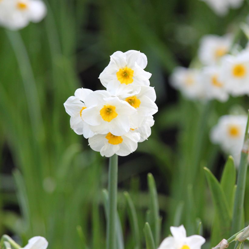 Narcisse tazetta Laurens Koster (Flowering)