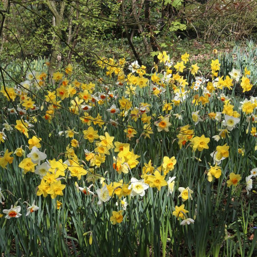 Narcisses Sélection Schryve (Plant habit)
