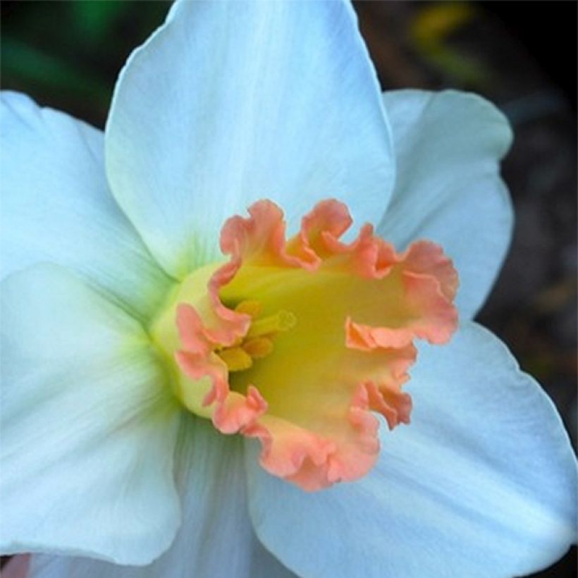 Narcisse Skype (Flowering)