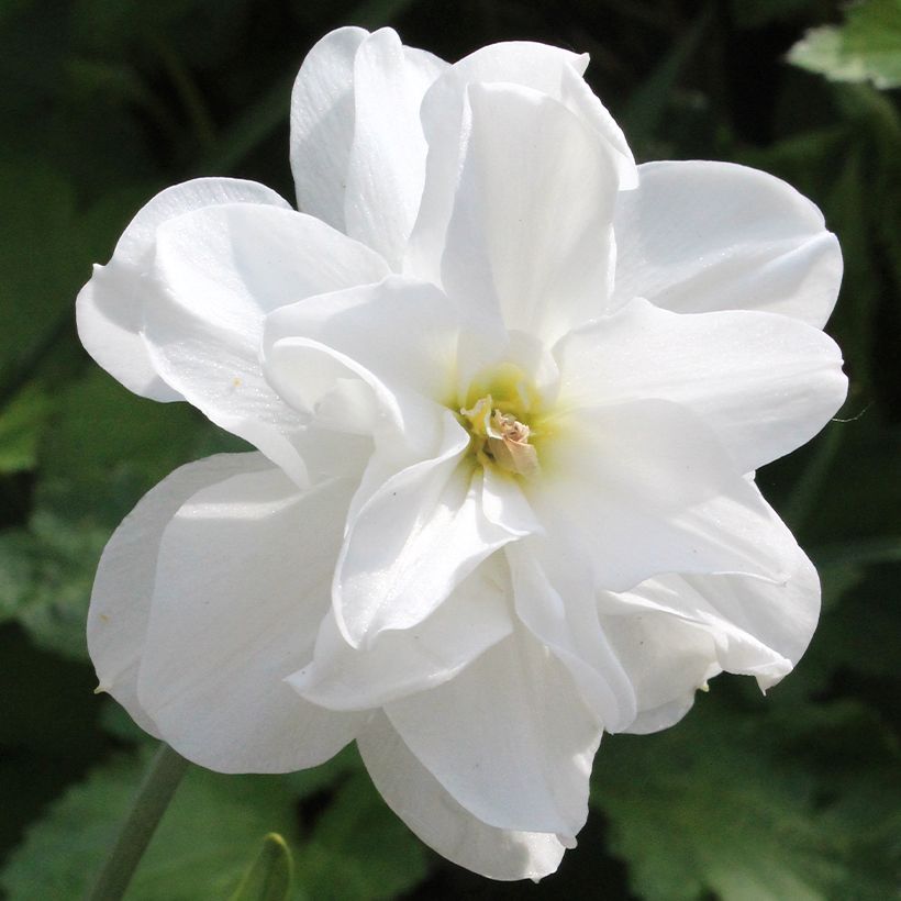 Narcisse poeticus Albus Plenus Odoratus (Floraison)