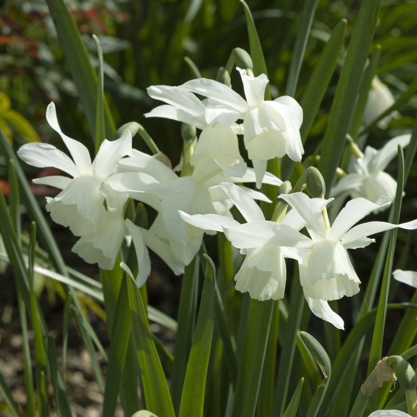 Narcisse Pueblo (Flowering)
