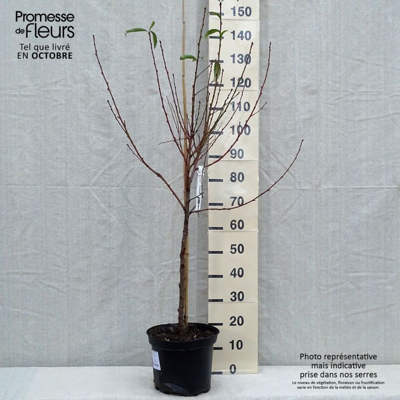 Spécimen de Nectarinier Fantasia Pot de 7,5L/10L, Gobelet tel que livré en automne