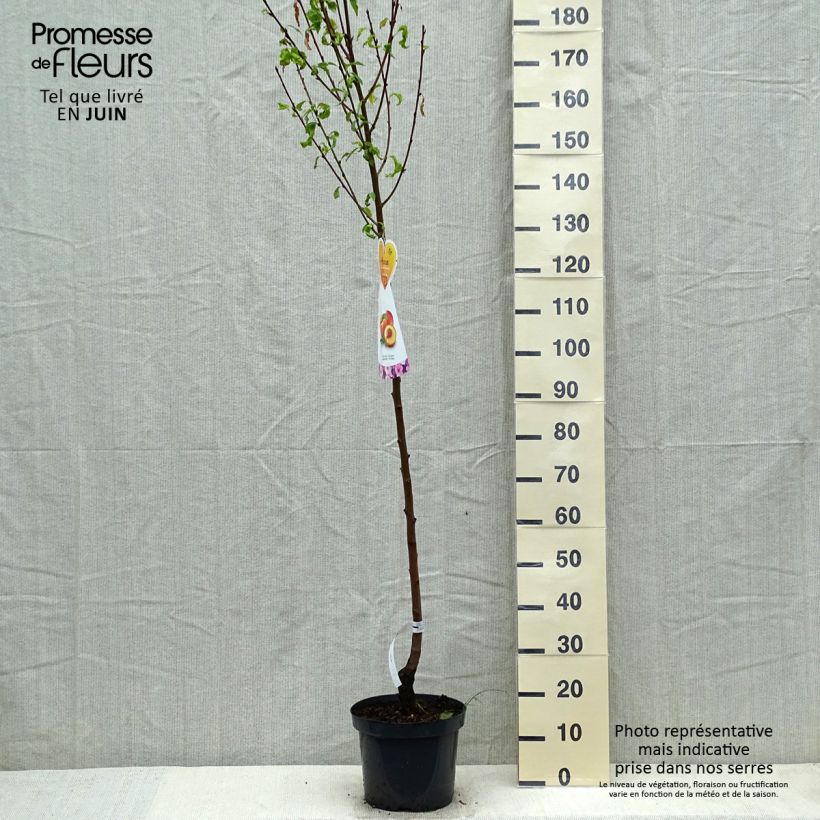Example of Nectarinier Flavor Top - Prunus persica nucipersica  Pot de 7,5L/10L, Demi-Tige as you get in printemps