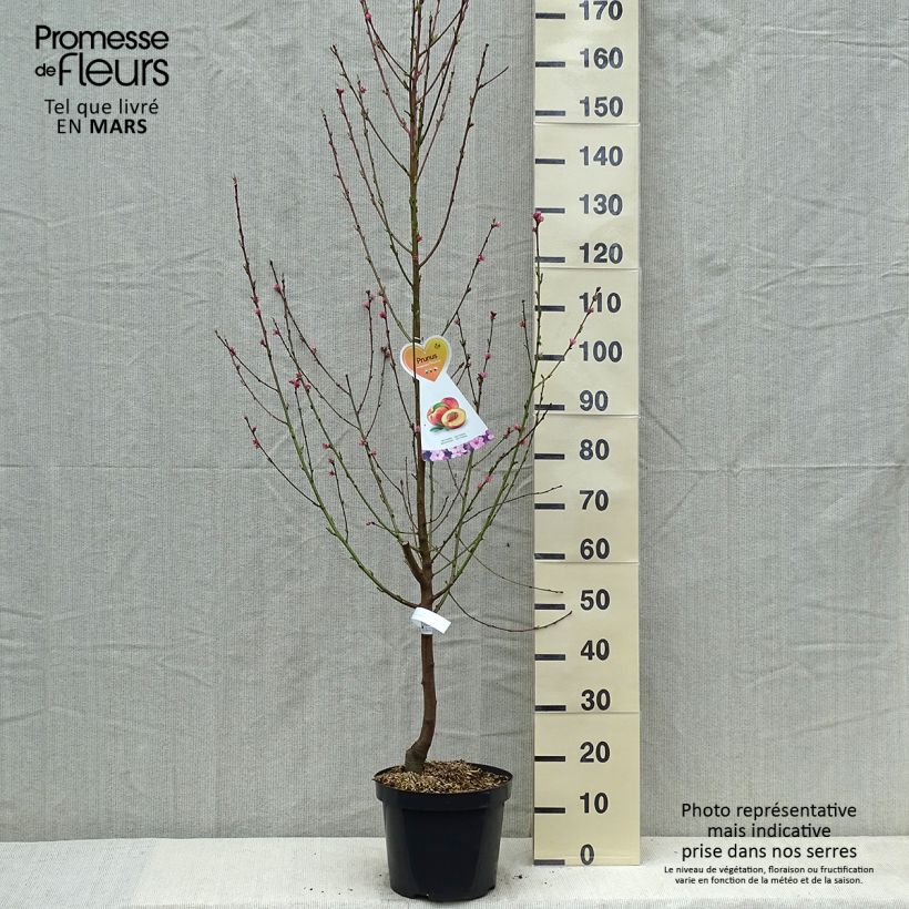 Example of Nectarinier Flavor Top - Prunus persica nucipersica  Pot de 7,5L/10L, Gobelet as you get in printemps