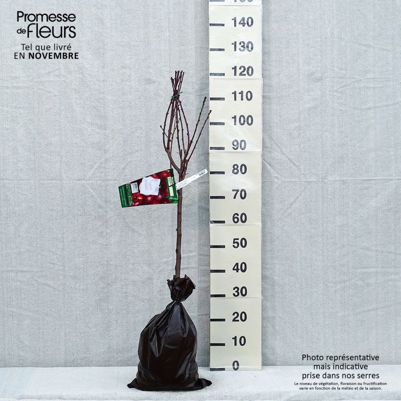 Spécimen de Nectarinier Olympio - Georges Delbard Motte "Prêt-à-planter", Gobelet, Greffé sur Prunus Rubira/Montclar®  ou Missour tel que livré en automne