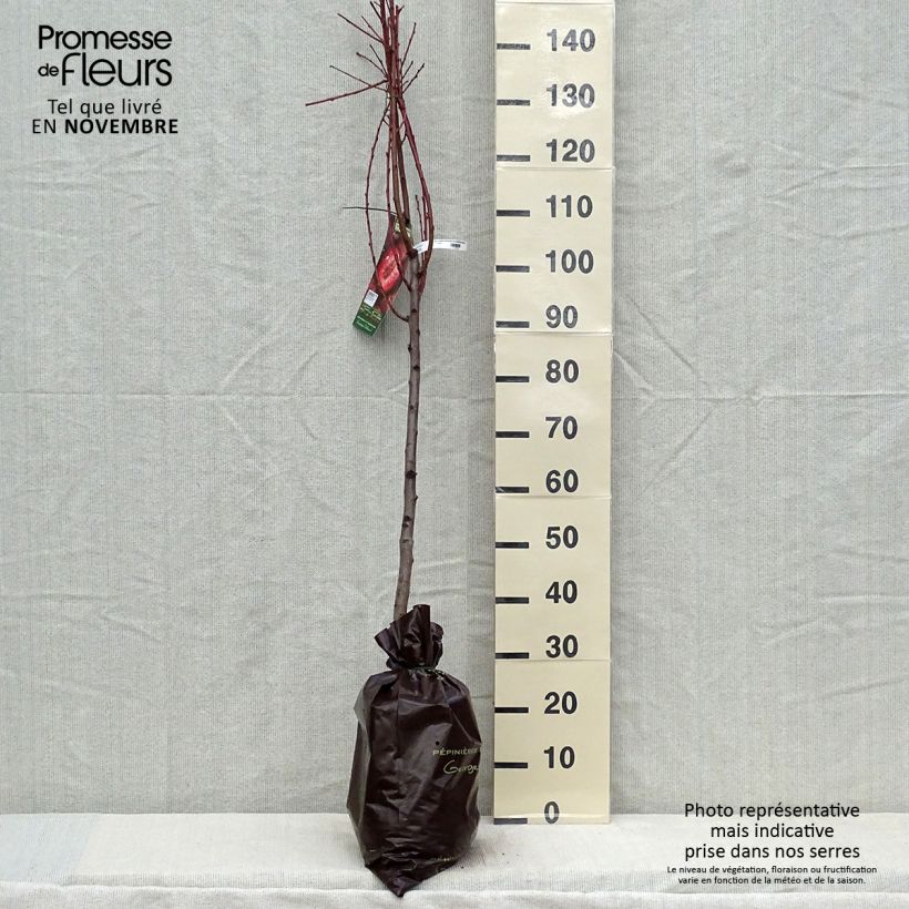 Spécimen de Nectarinier Sanguine d'Auvergne - Georges Delbard Motte "Prêt-à-planter", Gobelet, Greffé sur Prunus Rubira/Montclar®  ou Missour tel que livré en automne