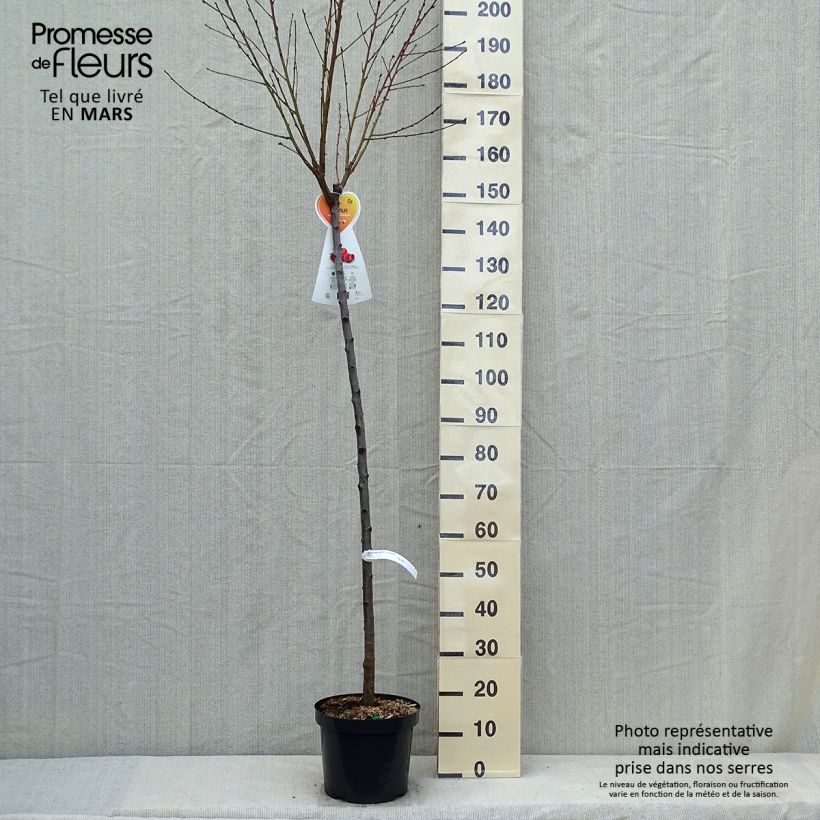 Spécimen de Nectarinier à fruits plats Flateryna - Prunus persica nucipersica Pot de 7,5L/10L, Demi-Tige tel que livré au printemps