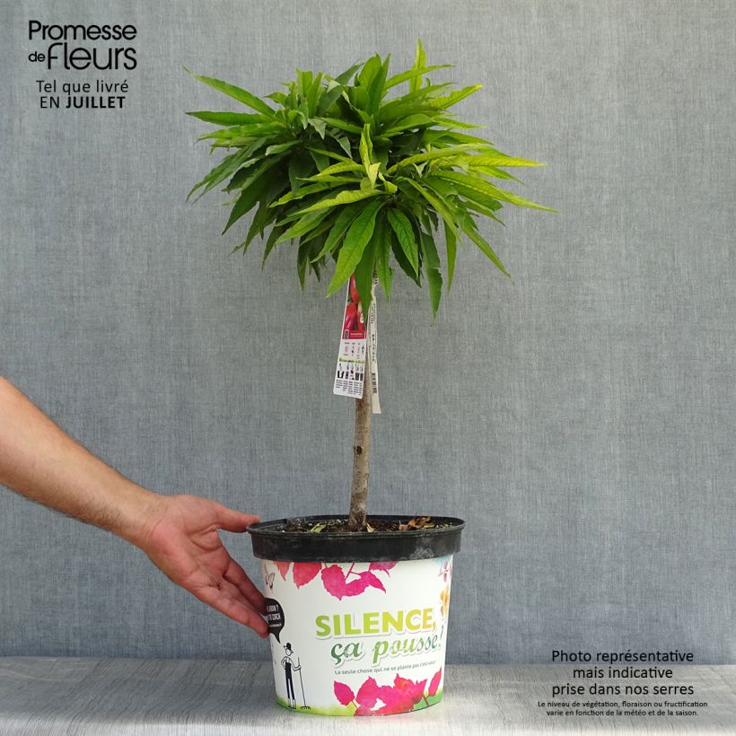 Spécimen de Nectarinier nain Garden Beauty Pot de 6L/7L, 1/4 de tige, Tige de 40 cm tel que livré en été