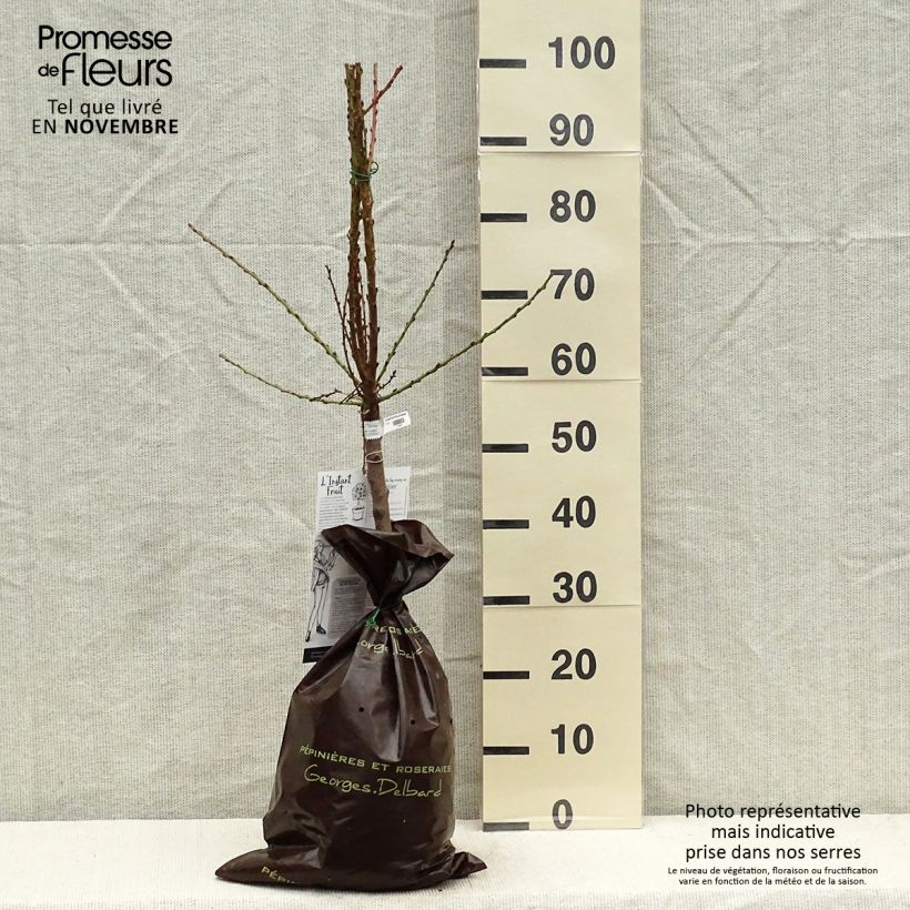 Example of Nectarinier nain Nectarella - Georges Delbard Motte "Prêt-à-planter", 1/4 de tige, Tronc de 30/40cm as you get in automne