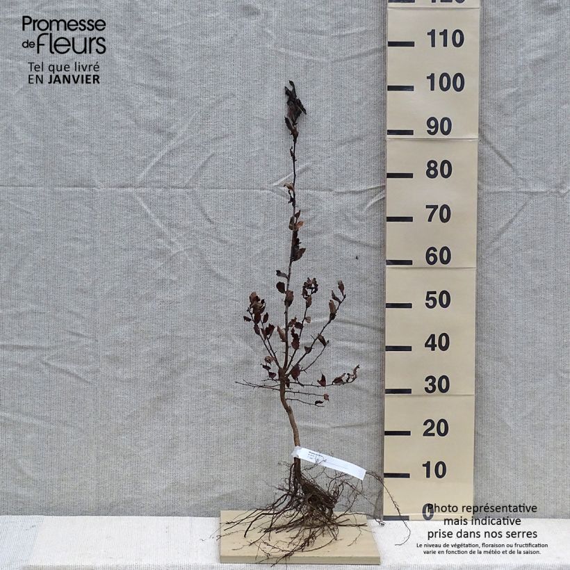 Spécimen de Néflier - Mespilus germanica Racines nues tel que livré en hiver