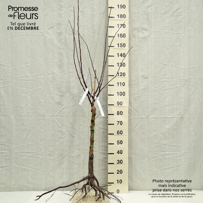 Spécimen de Néflier - Mespilus germanica Racines nues, Gobelet tel que livré en hiver