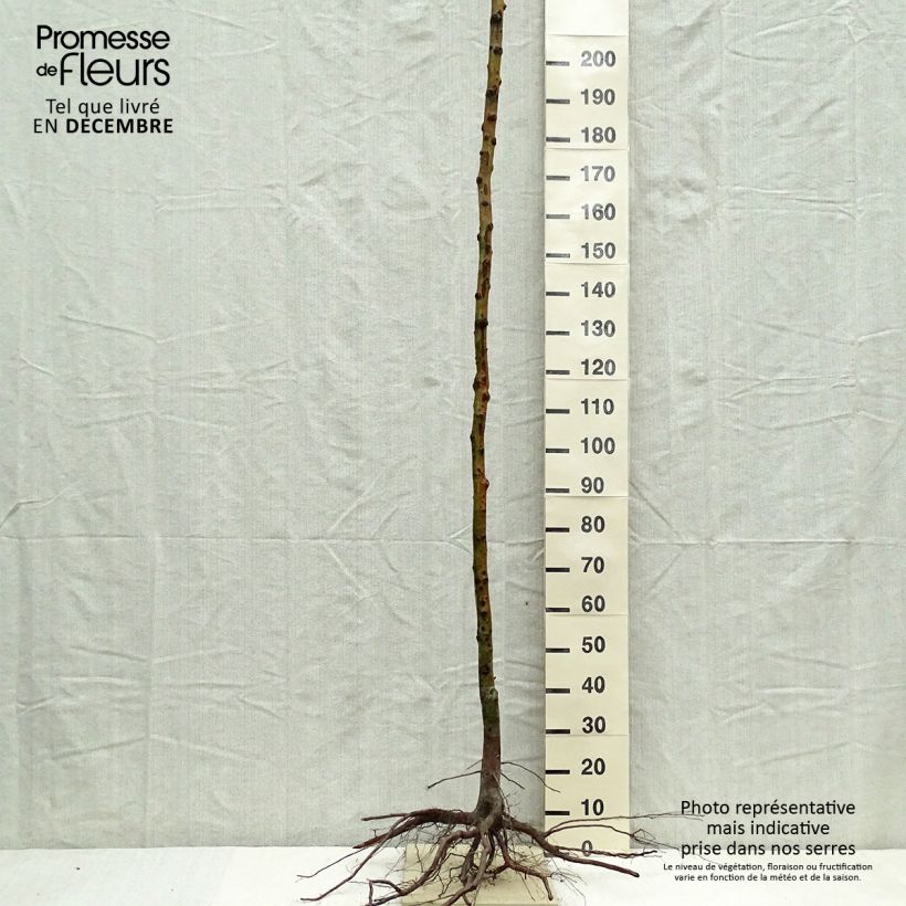 Spécimen de Néflier - Mespilus germanica Racines nues, Haute-Tige, Haute tige tel que livré en hiver