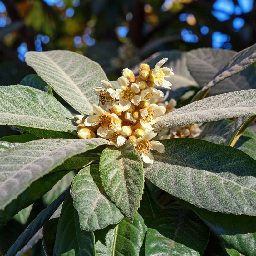 Néflier du Japon Argelino - Eriobotrya japonica (Flowering)