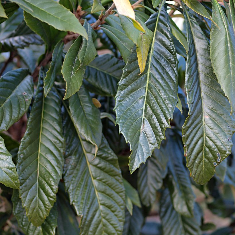 Néflier du Japon Tanaka - Eriobotrya japonica (Foliage)
