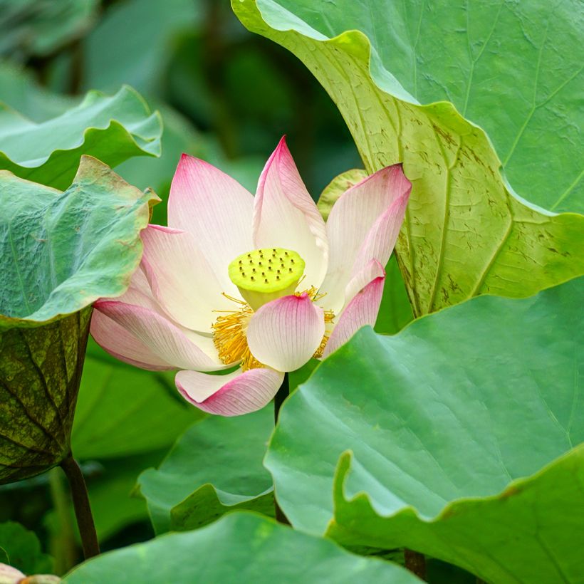 Nelumbo Guifei Zuijiu - Lotus nain (Feuillage)