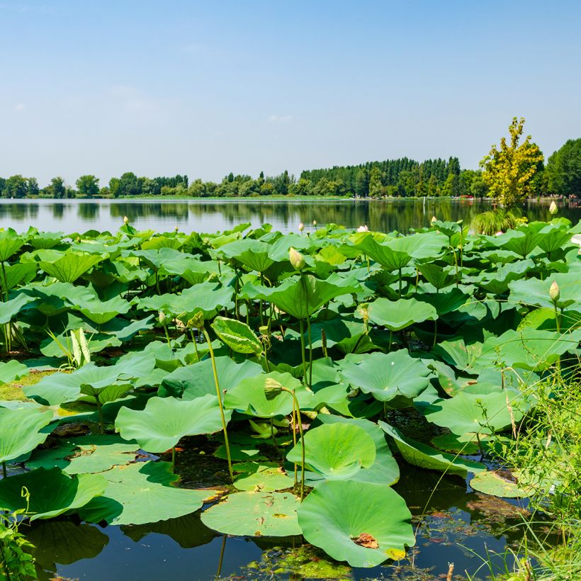 Nelumbo nucifera Stellar White - Lotus des Indes blanc (Feuillage)